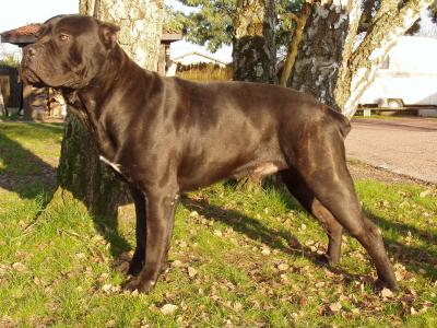 Sismon du Roux Sillon