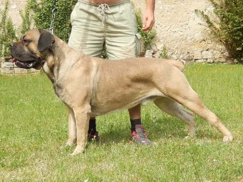 Horton du siatochi