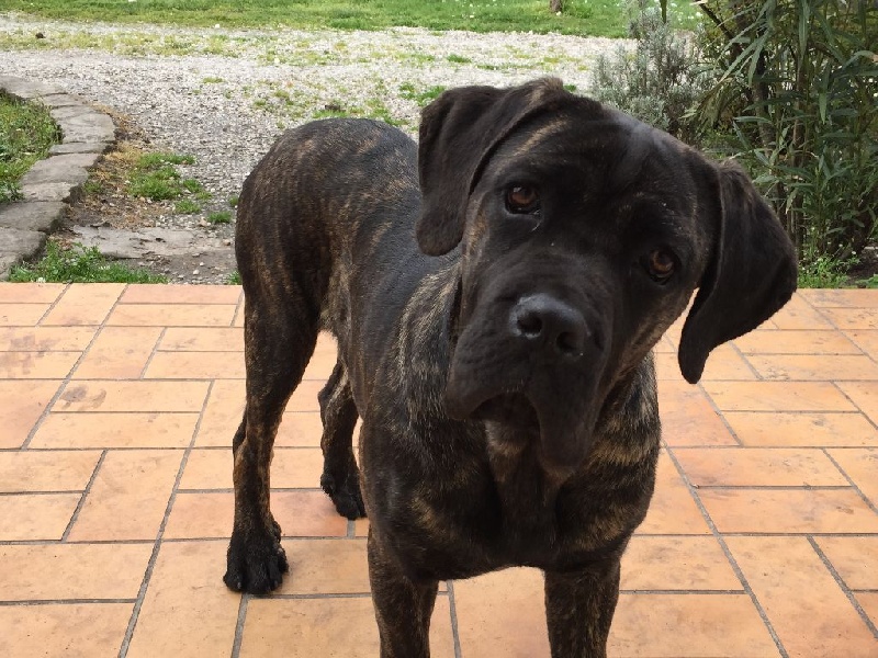 Jayla Des terres de médulli