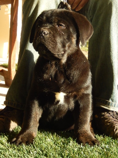Des terres de médulli - A Vendre Chiots Cane Corso