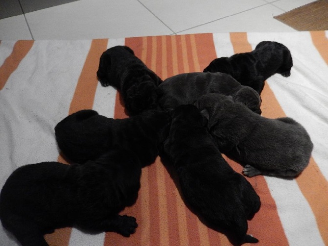 Des terres de médulli - Photos des chiots en ligne