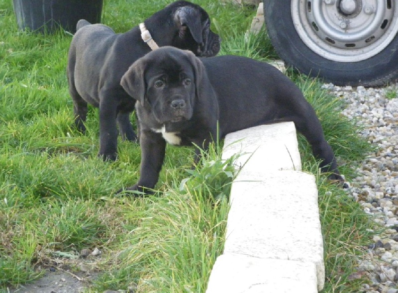 Des terres de médulli - Cane Corso - Portée née le 20/10/2012