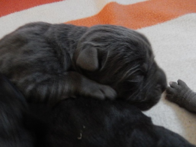 Des terres de médulli - Cane Corso - Portée née le 21/10/2014