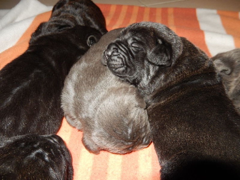 Des terres de médulli - Cane Corso - Portée née le 31/12/2015