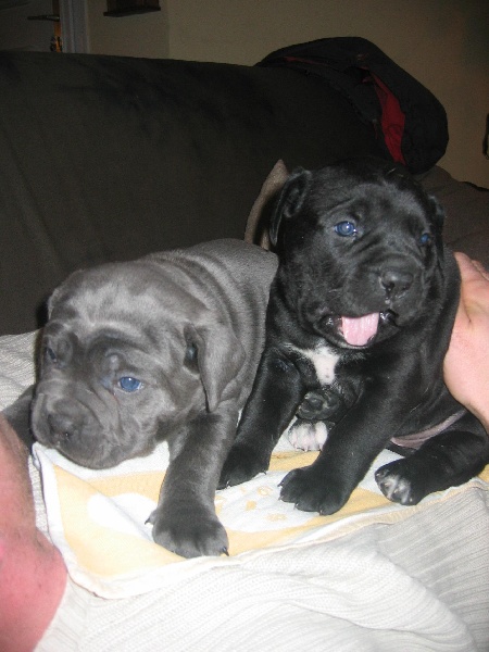 Des terres de médulli - Cane Corso - Portée née le 18/12/2007