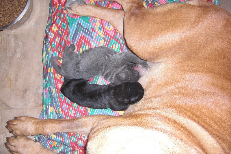 Des terres de médulli - Cane Corso - Portée née le 08/09/2009